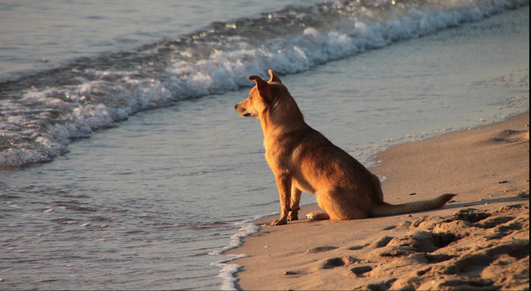 Pet-friendly Holiday Homes