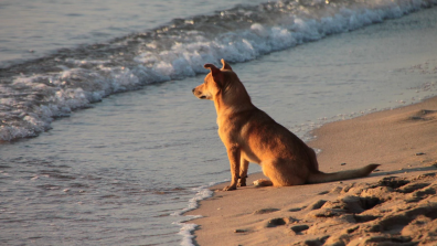 Pet-friendly Holiday Homes